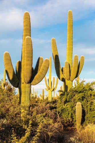 Scenic photo of Tucson, AZ